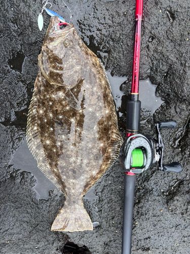 ヒラメの釣果