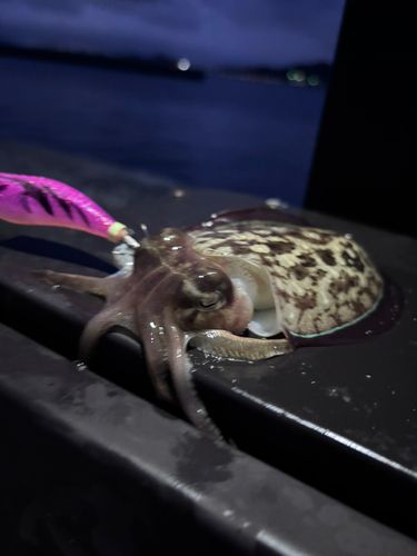 モンゴウイカの釣果