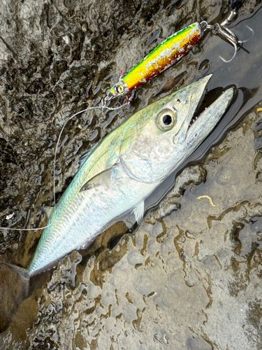 サゴシの釣果