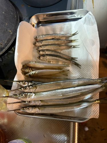 サヨリの釣果