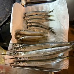 サヨリ
