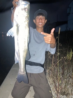 シーバスの釣果