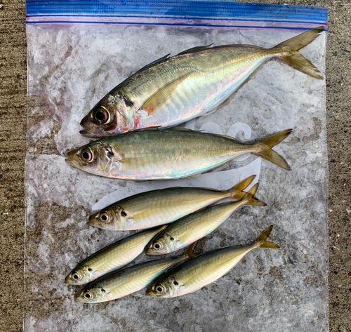 マアジの釣果