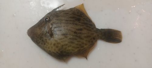 カワハギの釣果