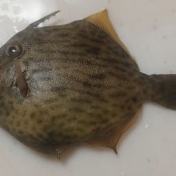 カワハギ