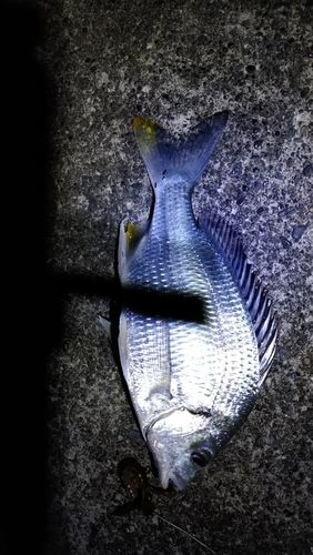 キビレの釣果