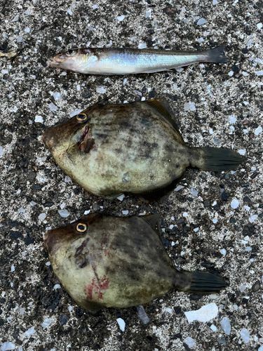 カワハギの釣果
