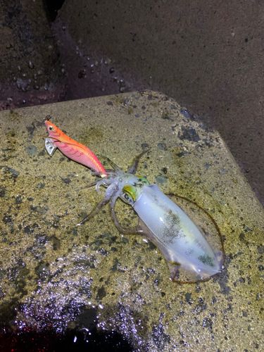 アオリイカの釣果