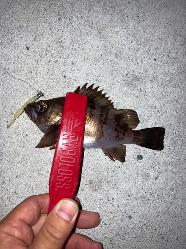 メバルの釣果