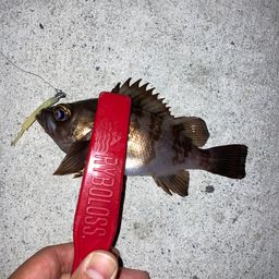 メバル