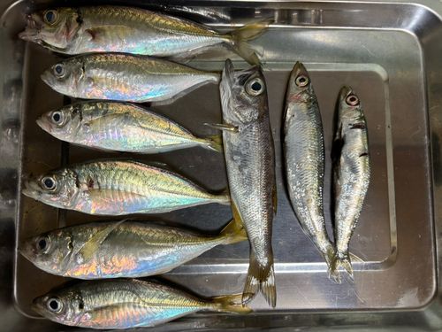 アジの釣果