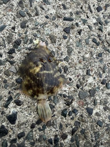 カワハギの釣果