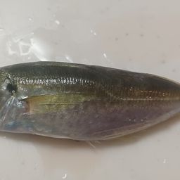 アジ
