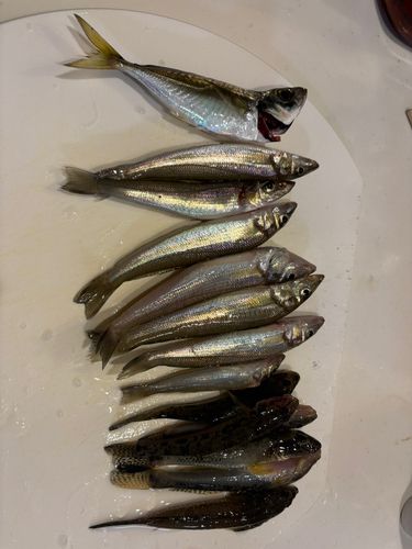 シロギスの釣果