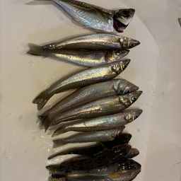 シロギス