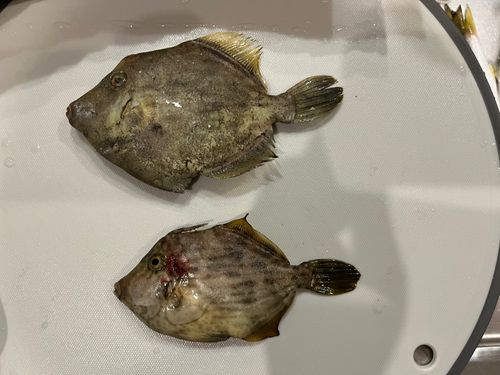 カワハギの釣果