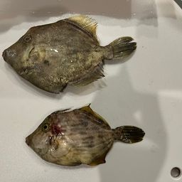 カワハギ