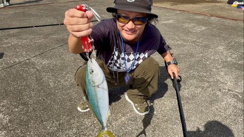 ワカシの釣果