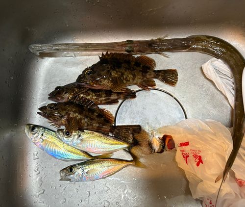 アジの釣果