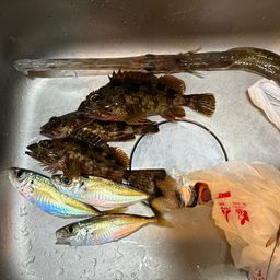 アジ