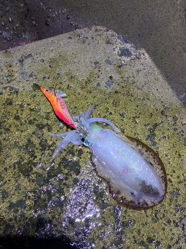 アオリイカの釣果