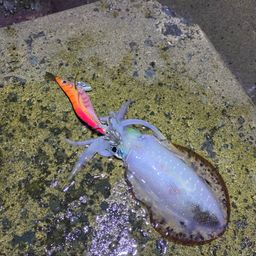 アオリイカ