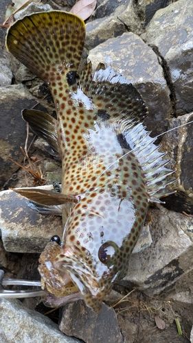 ノミノクチの釣果