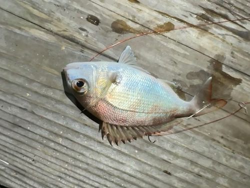 チャリコの釣果