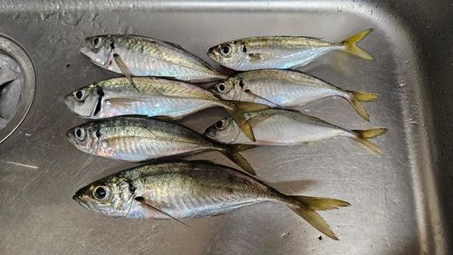 マアジの釣果