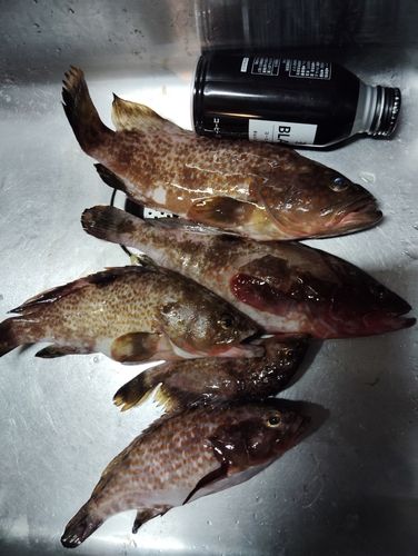 キジハタの釣果