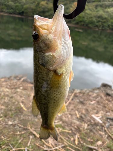 いなさ湖