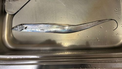 海辺つり公園