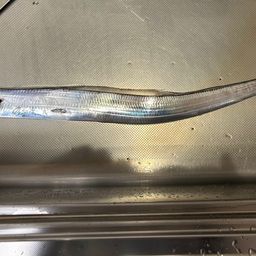 タチウオ