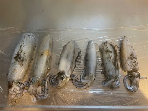 アオリイカの釣果