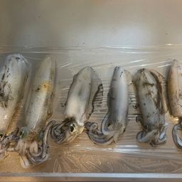 アオリイカ