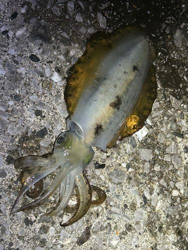 アオリイカの釣果