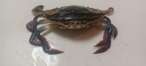 タイワンガザミの釣果