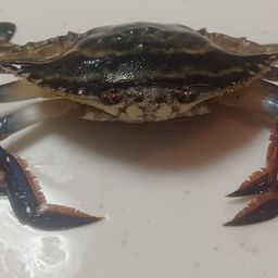 タイワンガザミ