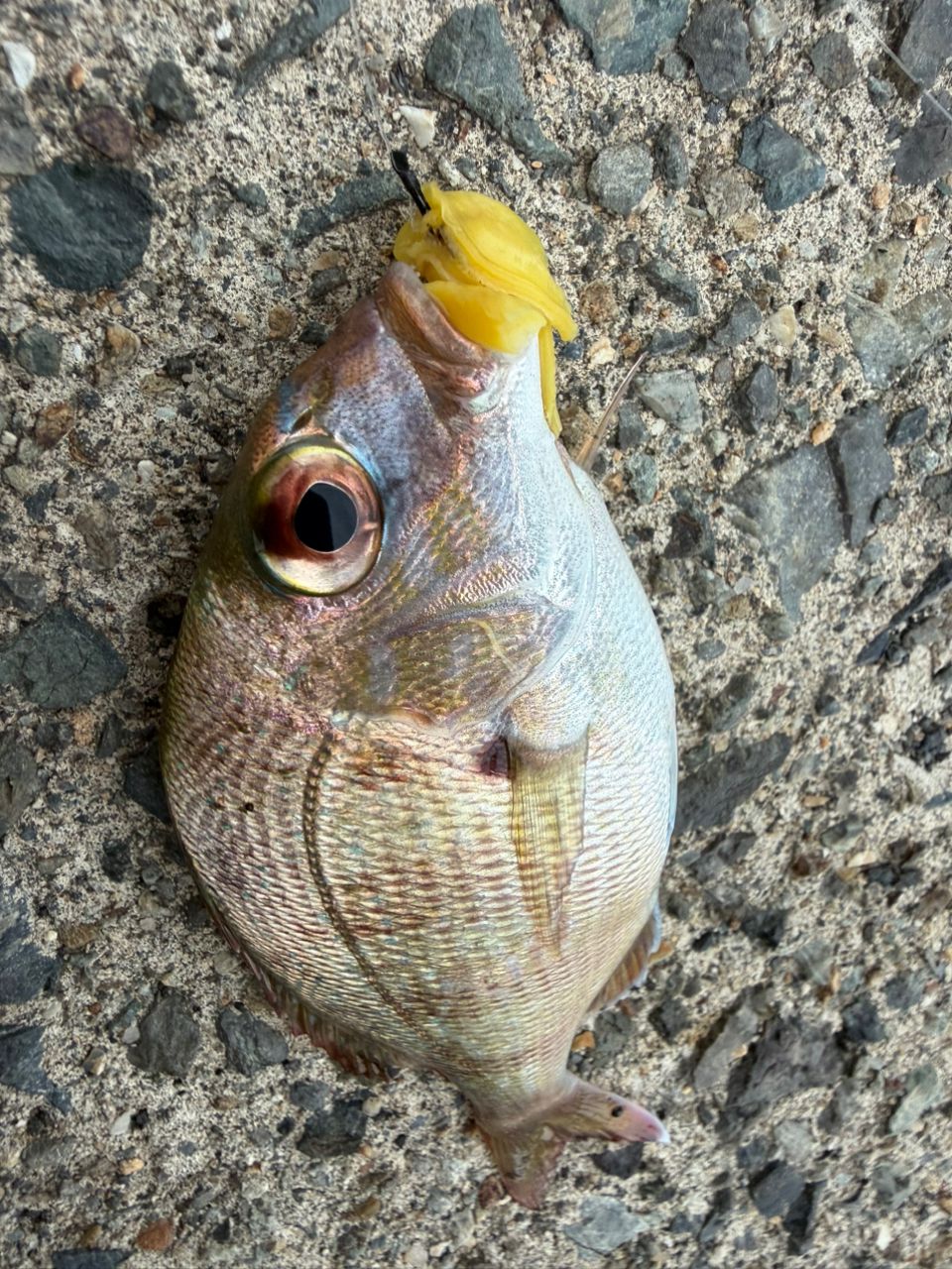 クロホシイシモチ