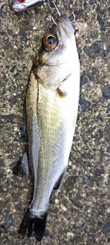 セイゴ（マルスズキ）の釣果