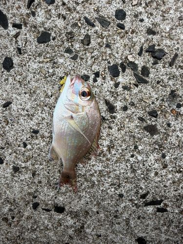 チャリコの釣果