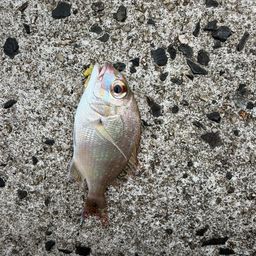 チャリコ