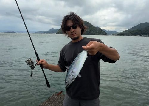 カツオの釣果