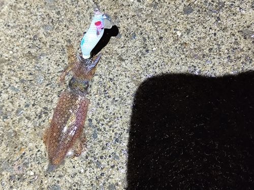 マメイカの釣果