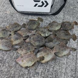 カワハギ