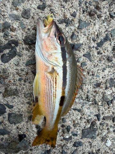 ヨコスジフエダイの釣果