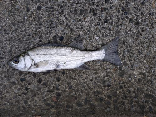 セイゴ（ヒラスズキ）の釣果