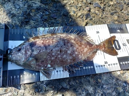 バリの釣果