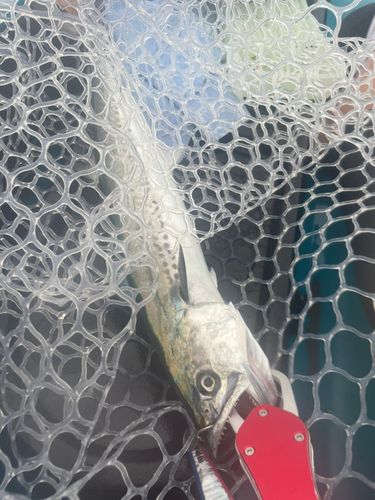 サゴシの釣果