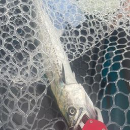 サゴシ